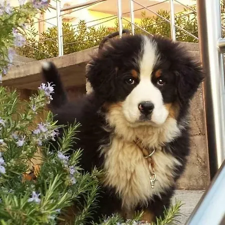 Appartement Adriatic Selce