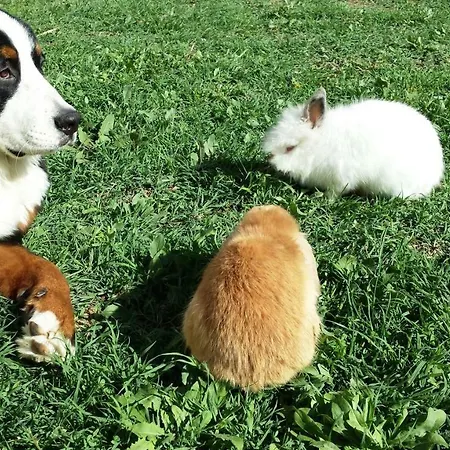 Adriatic Appartement