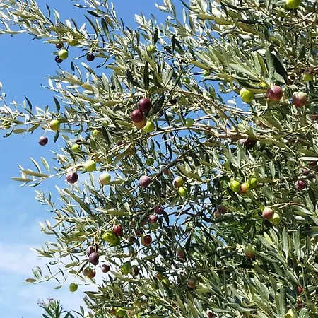 Appartement Adriatic Selce