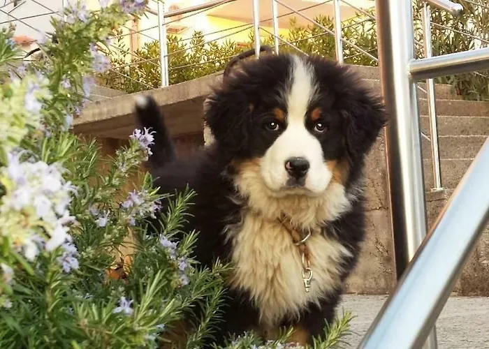 Apartman Adriatic Selce