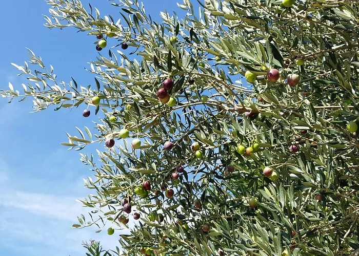 Apartman Adriatic Selce